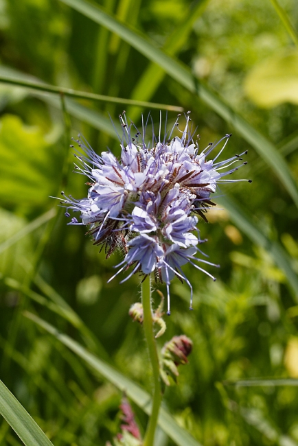 Jardin Botanique de la Bastide-029